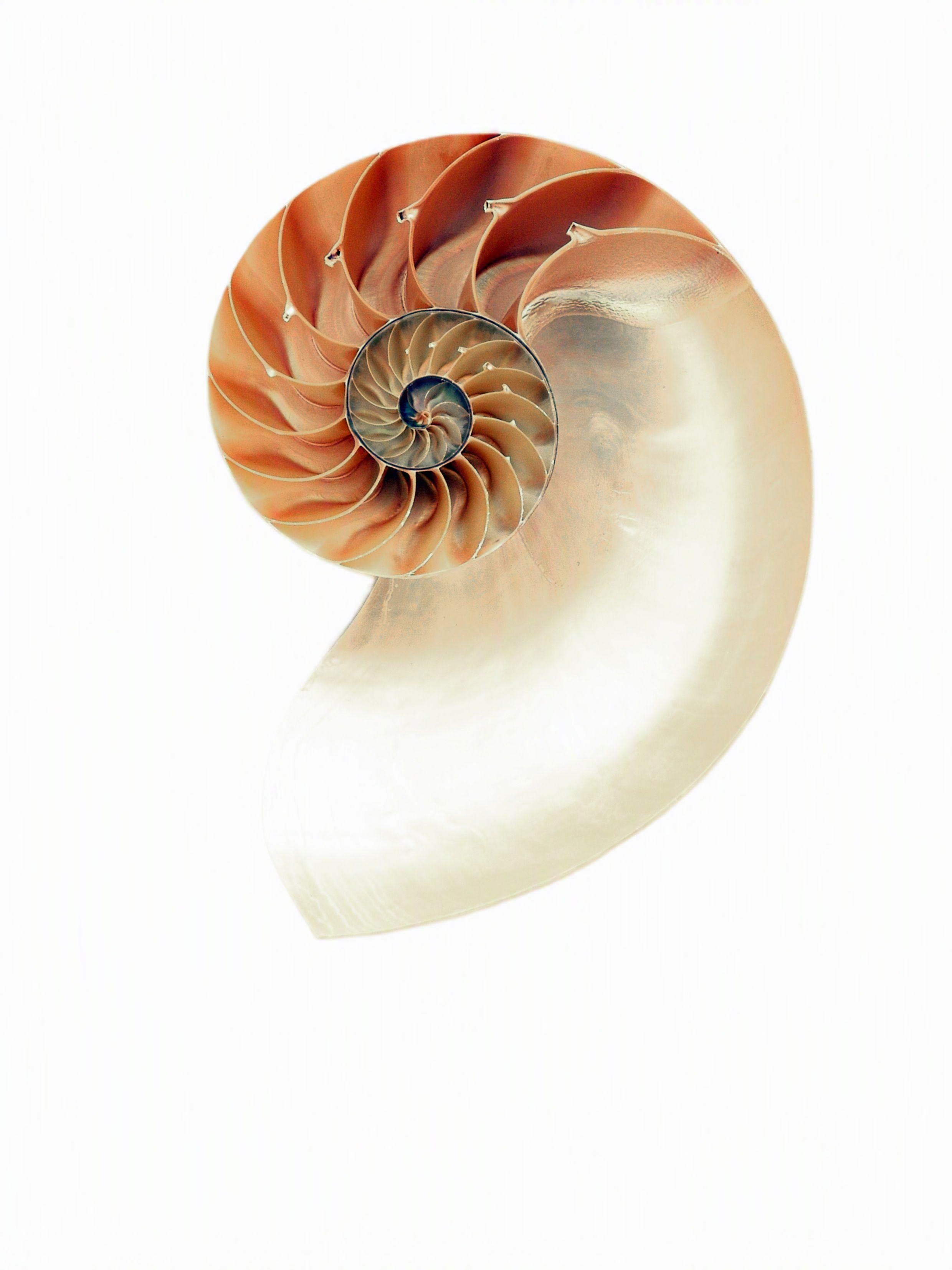 Stippled nautilus plate